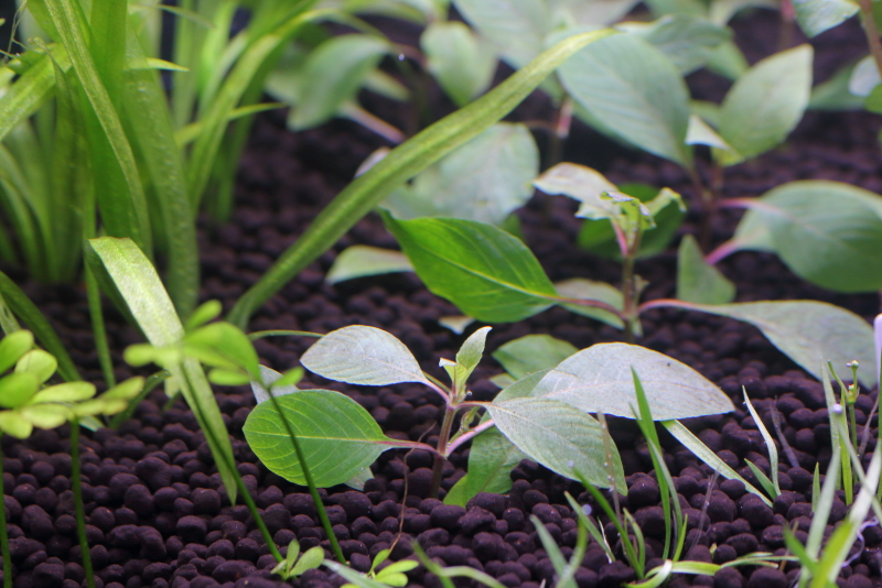 植栽から1日目